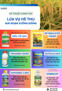 Bộ sản phẩm kỹ thuật nông nghiệp hỗ trợ chăm sóc lúa vụ hè thu - Giai đoạn xuống giống