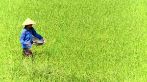 CHĂM SÓC RUỘNG LÚA ĐẦU VỤ - ỨNG PHÓ MÙA NẮNG NÓNG