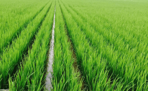 CHỦ ĐỘNG CHO CANH TÁC LÚA ĐẦU VỤ HÈ THU