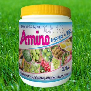 Phân bón G.A 43 nuôi dưỡng trái lớn phì, sáng bóng đồng đều, chín cùng thời điểm, chất lượng trái tăng cao, chống rụng trái non, tăng đậu quả.