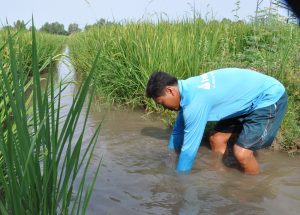 Nông dân Hậu Giang đang tuân thủ đúng lịch gieo sạ để tránh tác động của mặn.