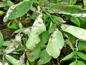 Mốc sương trên lá khoai tây