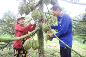 Một vườn sầu riêng của nông dân tỉnh Hậu Giang.