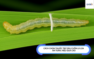 thuoc-tru-sau-cuon-la-lua