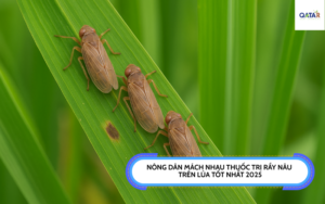 thuoc-tri-ray-nau-tren-lua