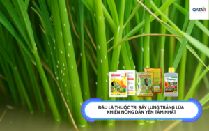 thuoc-tri-ray-lung-trang