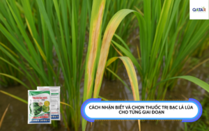 thuoc-tri-bac-la-lua