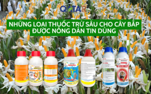 thuoc-tru-sau-cho-cay-bap
