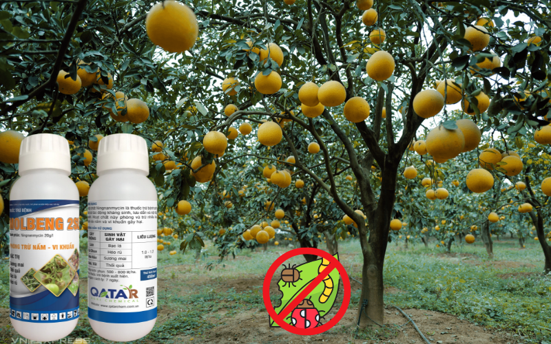 thuoc-tru-sau-cay-an-qua