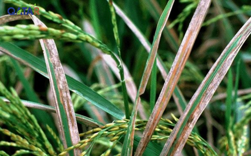 thuoc-tri-bac-la-lua