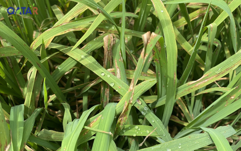 thuoc-tri-dao-on-lua