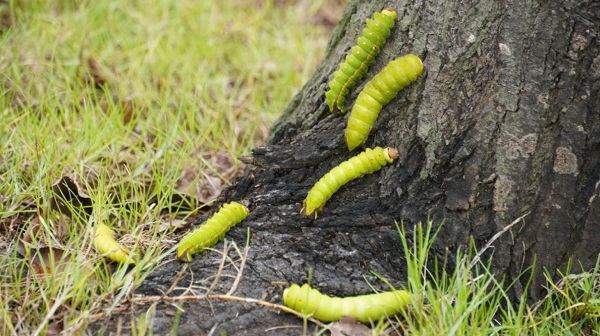 thuoc-tru-sau-cay-an-qua