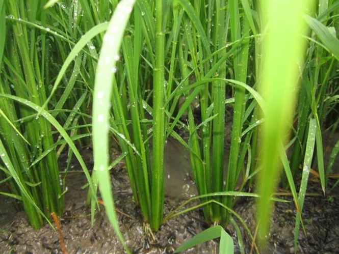 thuoc-tri-ray-lung-trang