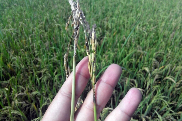 Kinh nghiệm nông dân phòng trị lem lép hạt