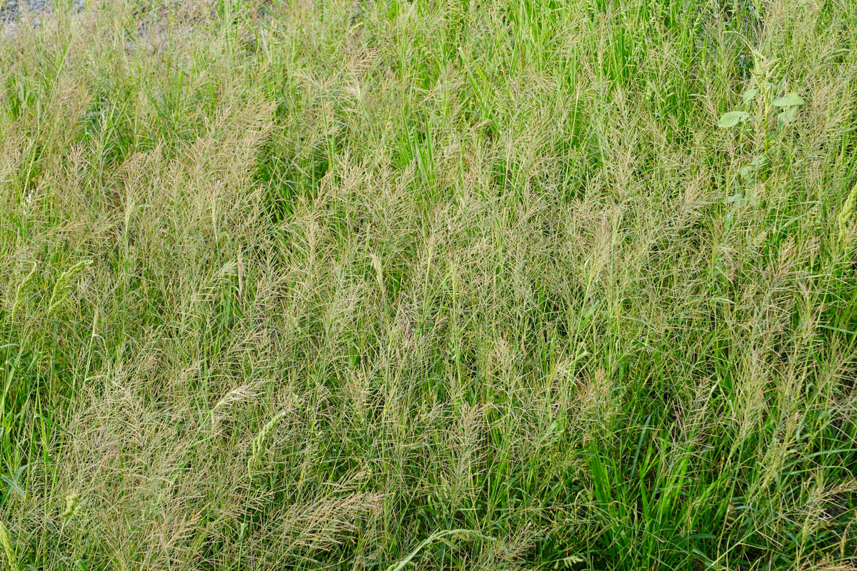 Cách trị cỏ cháo trên ruộng lúa