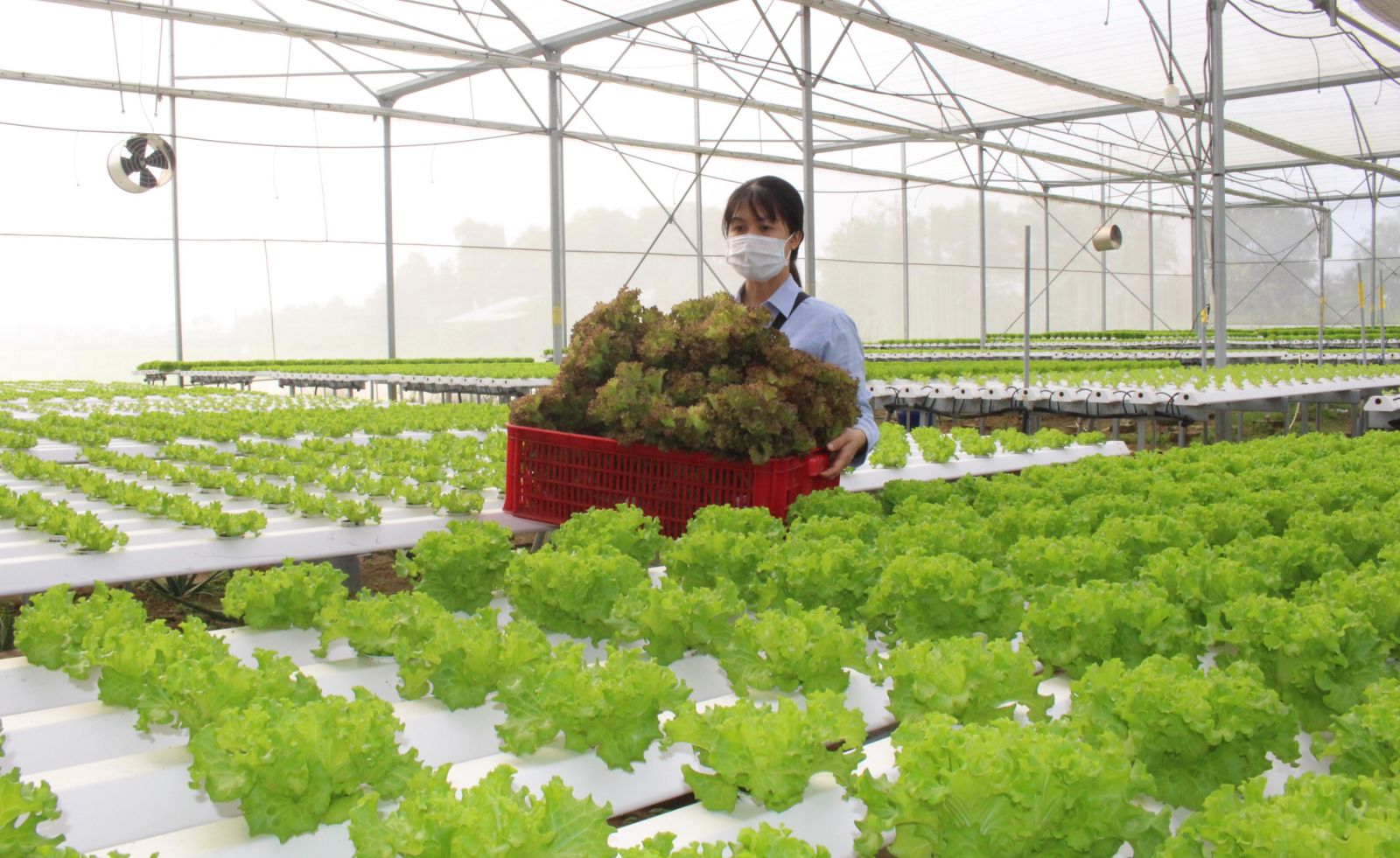 Chính sách ưu đãi thuế cho sản xuất nông nghiệp