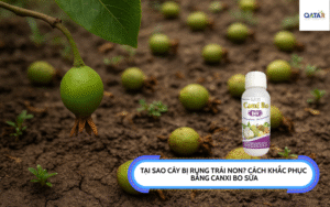 tai-sao-cay-bi-rung-trai-non