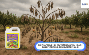 phuc-hoi-cay-trong-sau-thu-hoach