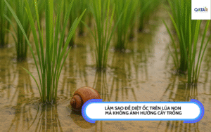 Diet-oc-tren-lua-non