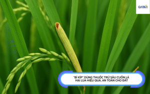 thuoc-tru-sau-cuon-la