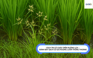 Cách trị cỏ cháo trên ruộng lúa