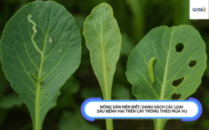 Danh sách các loại sâu bệnh hại trên cây trồng theo mùa vụ