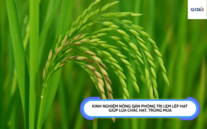 Kinh nghiệm nông dân phòng trị lem lép hạt