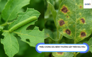 sâu bệnh thường gặp trên rau
