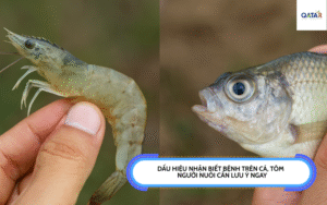 Dấu hiệu nhận biết bệnh trên cá, tôm