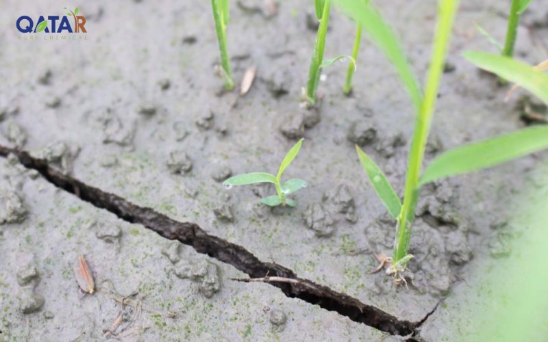 thuoc-tru-co-hau-nay-mam