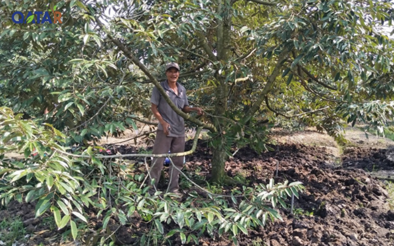 phuc-hoi-cay-trong-sau-thu-hoach