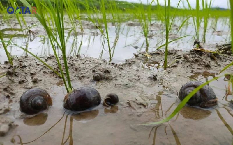 Diet-oc-tren-lua-non