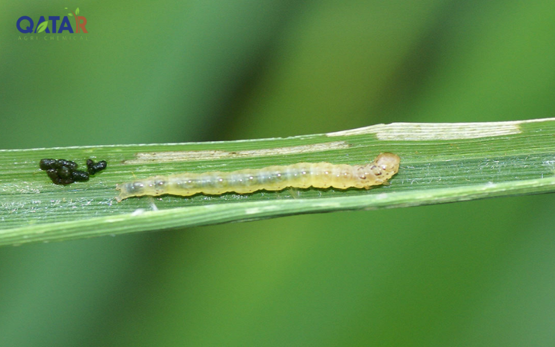 thuoc-tru-sau-cuon-la