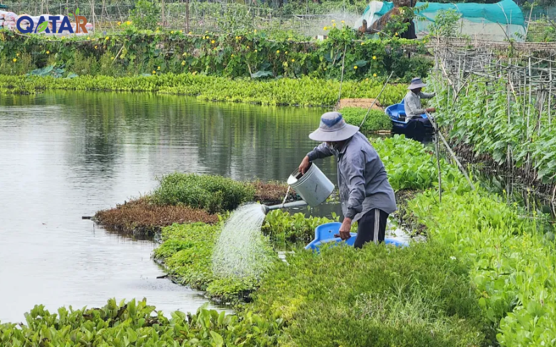 Kết hợp thủy sản và cây trồng trong mô hình tuần hoàn
