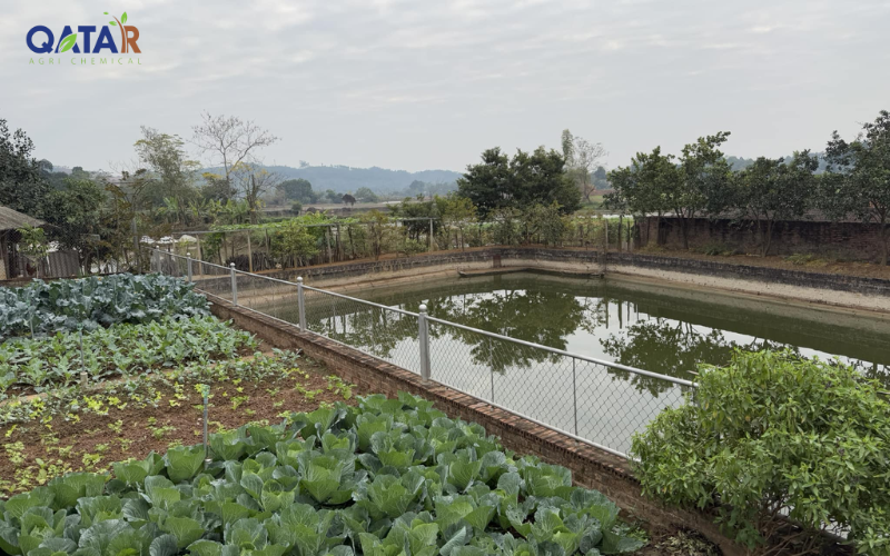 Kết hợp thủy sản và cây trồng trong mô hình tuần hoàn