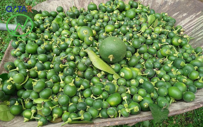 tai-sao-cay-bi-rung-trai-non