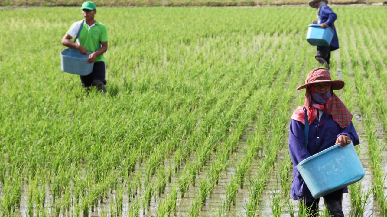 Kinh nghiệm nông dân phòng trị lem lép hạt