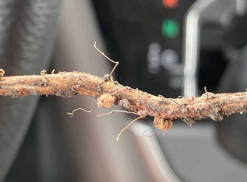  Danh sách các loại sâu bệnh hại trên cây trồng theo mùa vụ