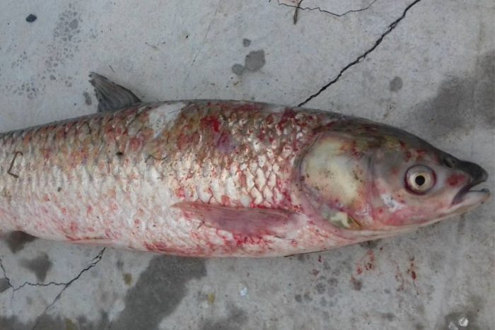 Dấu hiệu nhận biết bệnh trên cá, tôm 