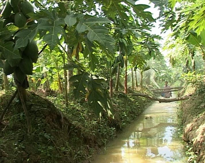 Ví dụ về mô hình VAC (vườn – ao – chuồng)