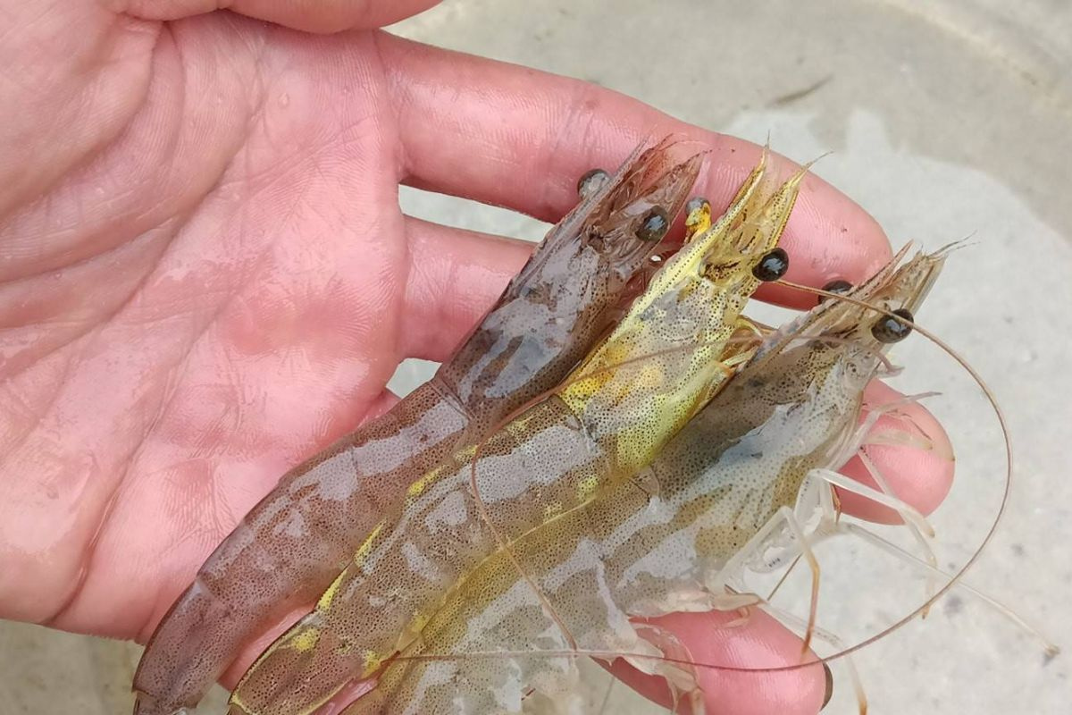 Dấu hiệu nhận biết bệnh trên cá, tôm 