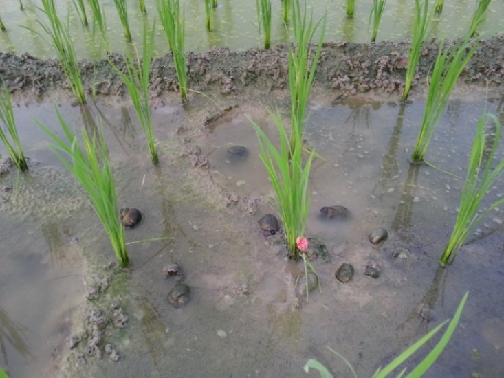 Tiềm năng thị trường thuốc trừ ốc