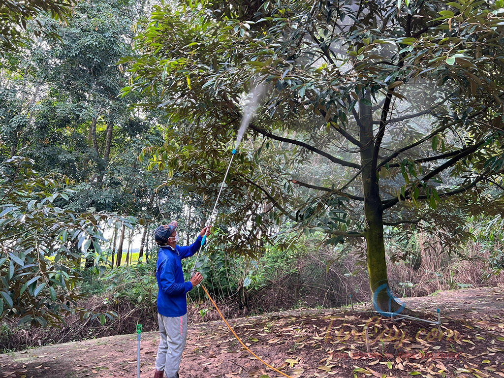 Phục hồi cây sầu riêng sau thu hoạch