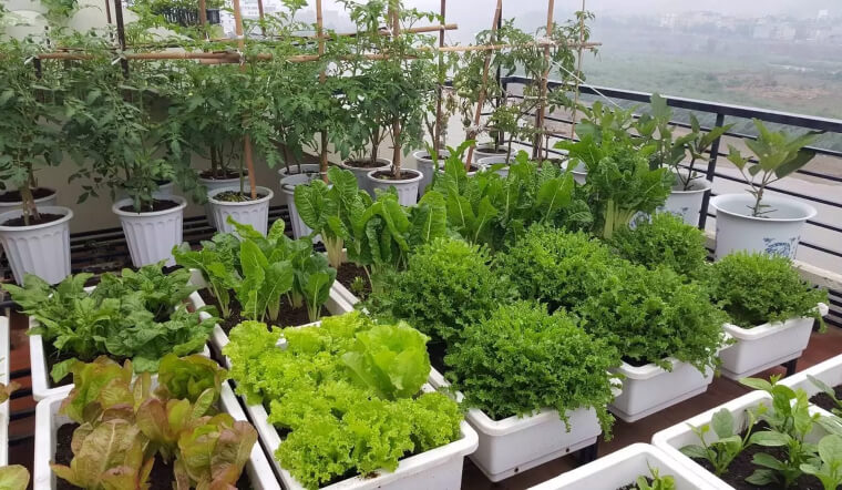 Cách Trồng Rau Sạch Tại Nhà