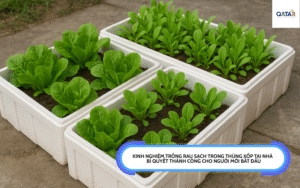 Kinh nghiệm trồng rau sạch trong thùng xốp