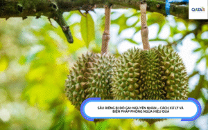 Sầu riêng bị đỏ gai