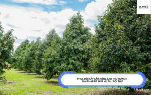 Phục hồi cây sầu riêng sau thu hoạch
