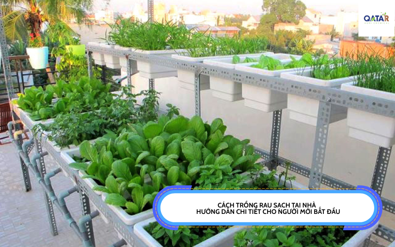 Cách Trồng Rau Sạch Tại Nhà