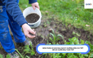 bón phân gì cho rau sạch