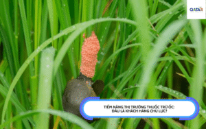 Tiềm năng thị trường thuốc trừ ốc